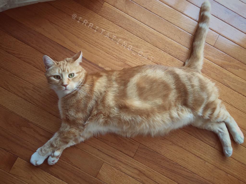Irritating_Cat's tweet photo. no box for #CatBoxSunday😿 so had to settle for the floor. #MyThumbs #MegaMittens #HemmingwayCat #GingersCatsOfTwitter http://t.co/9TwFcueDaU