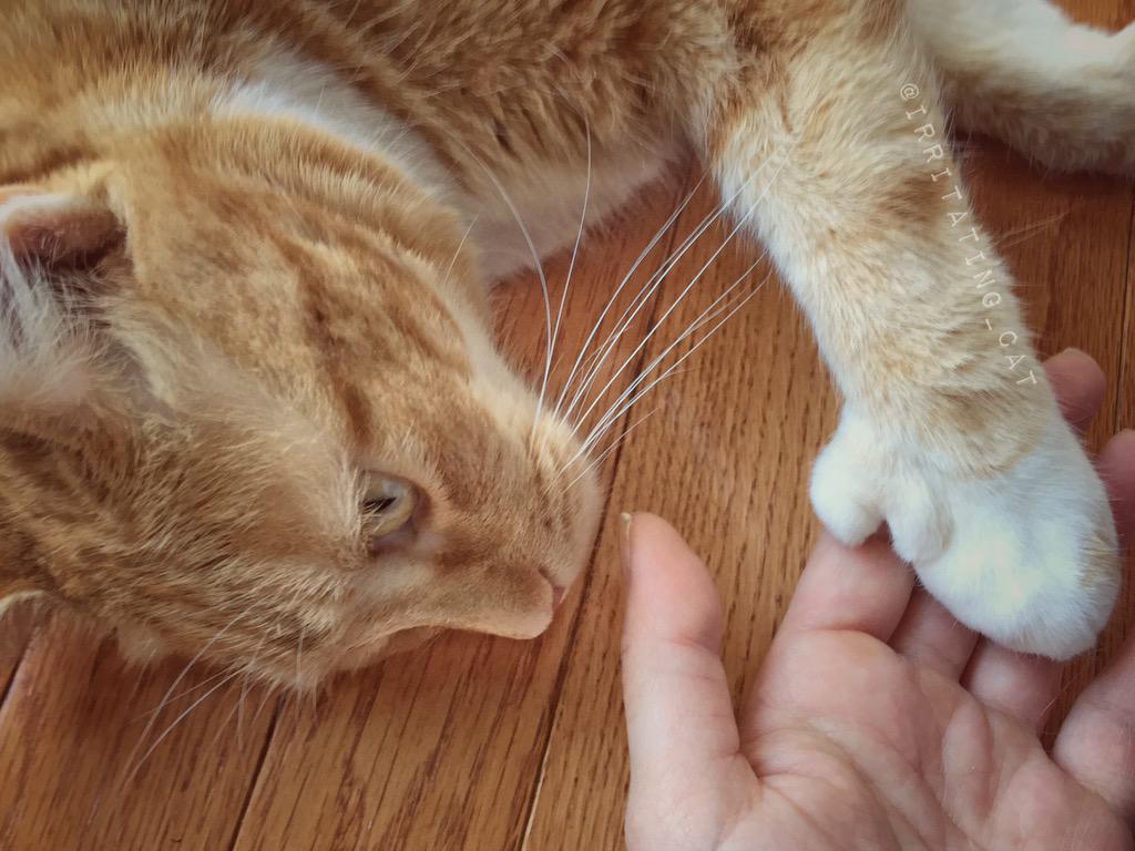Irritating_Cat's tweet photo. no box for #CatBoxSunday😿 so had to settle for the floor. #MyThumbs #MegaMittens #HemmingwayCat #GingersCatsOfTwitter http://t.co/9TwFcueDaU