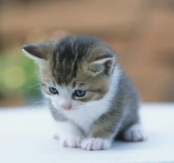 KimBuuEfe's tweet photo. Bu kediye 50 fv gelirmi http://t.co/wjCZ9ulRCh