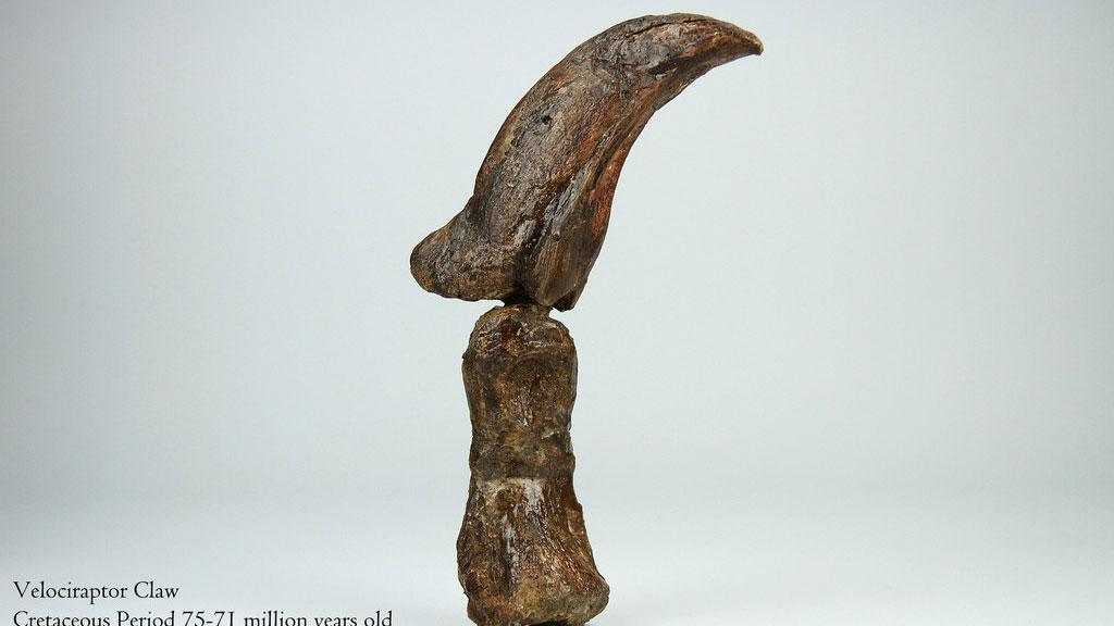 Gizmodo's tweet photo. Buy this actual velociraptor claw for surprisingly little money http://t.co/8bbzhjx6zC http://t.co/mG5lG7fXoP