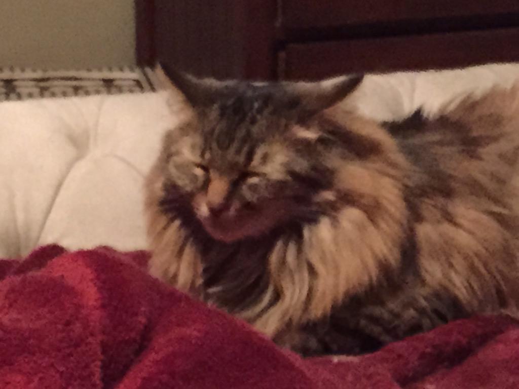 Moosie_cat's tweet photo. Sister wooly mammoth was too tired to even lay down. http://t.co/2nPTH4t7iG