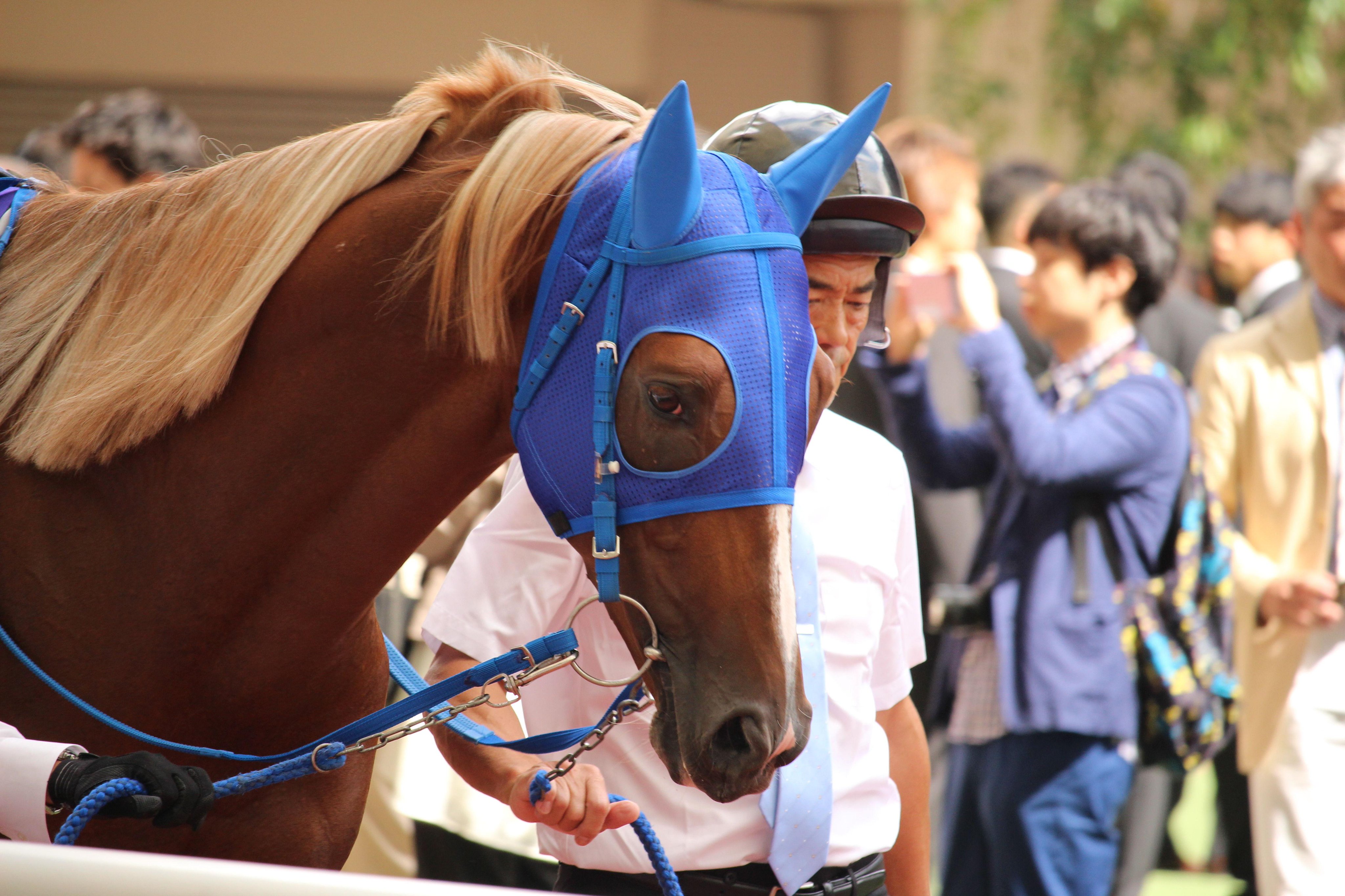 たかひろ Ms America 久しぶりの出走でしたが 底力を見せた菊花賞馬トーホウジャッカル 毛色がきれいでパドックでもみんなカッコいいと言ってましたね 秋は順調にいけばg1戦線できるでしょうね 宝塚記念 トーホウジャッカル Http T Co A1aoofnznm