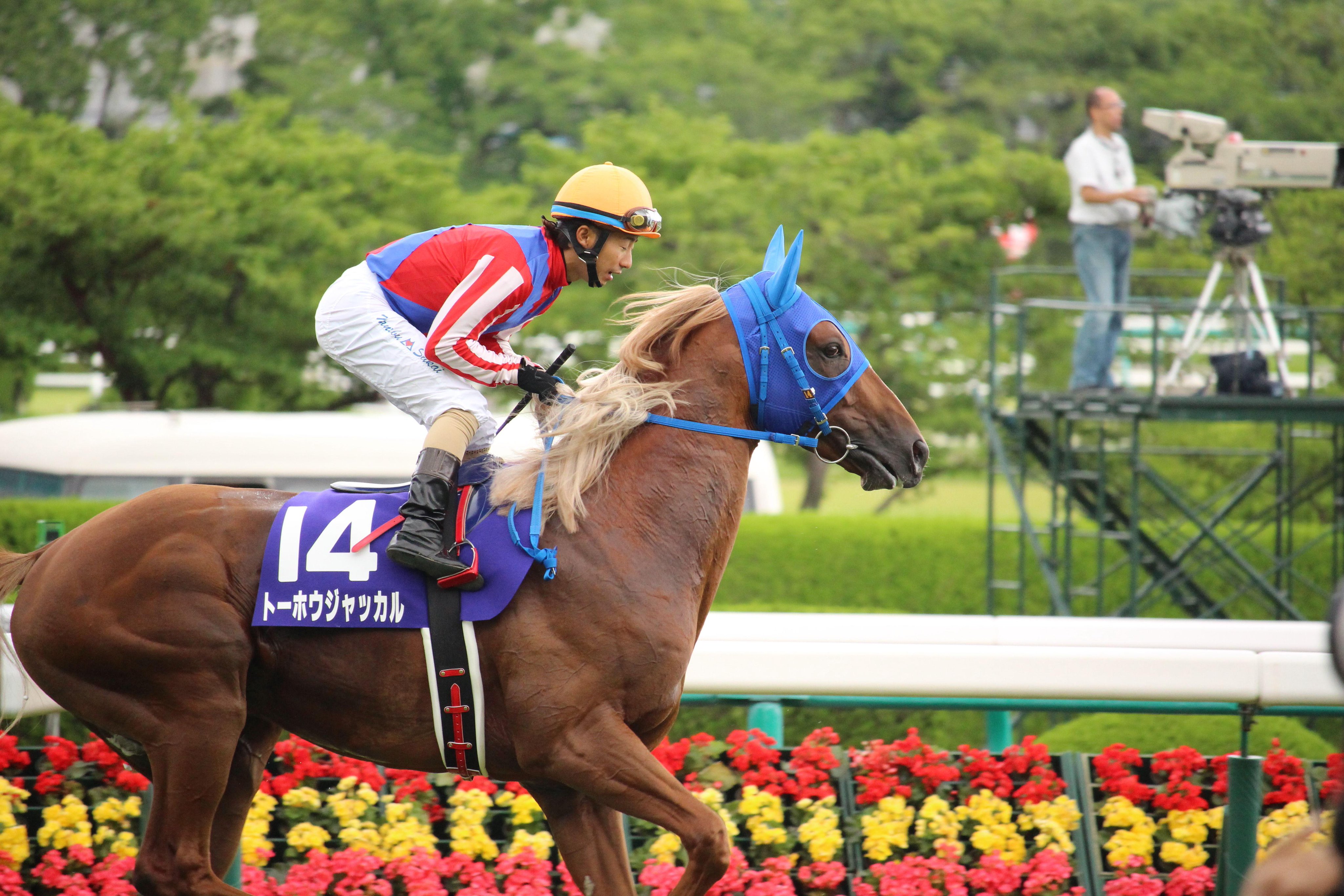 たかひろ Ms America 久しぶりの出走でしたが 底力を見せた菊花賞馬トーホウジャッカル 毛色がきれいでパドックでもみんなカッコいいと言ってましたね 秋は順調にいけばg1戦線できるでしょうね 宝塚記念 トーホウジャッカル Http T Co A1aoofnznm