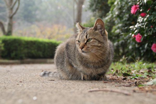 catlover tweet media