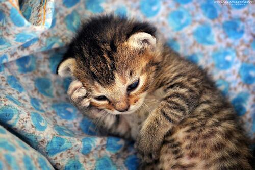 WarmingCuteness's tweet photo. When you forget something and try to remember it . http://t.co/Z7zRArxA2Y