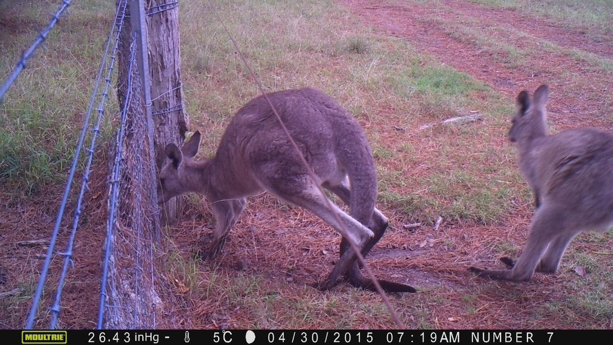 ecofascination's tweet photo. Our kangaroo gates have been used by a variety of macropods, an echidna and even a spotted-tailed quoll! @ZoolSocUNE http://t.co/OVaZJnMKJy