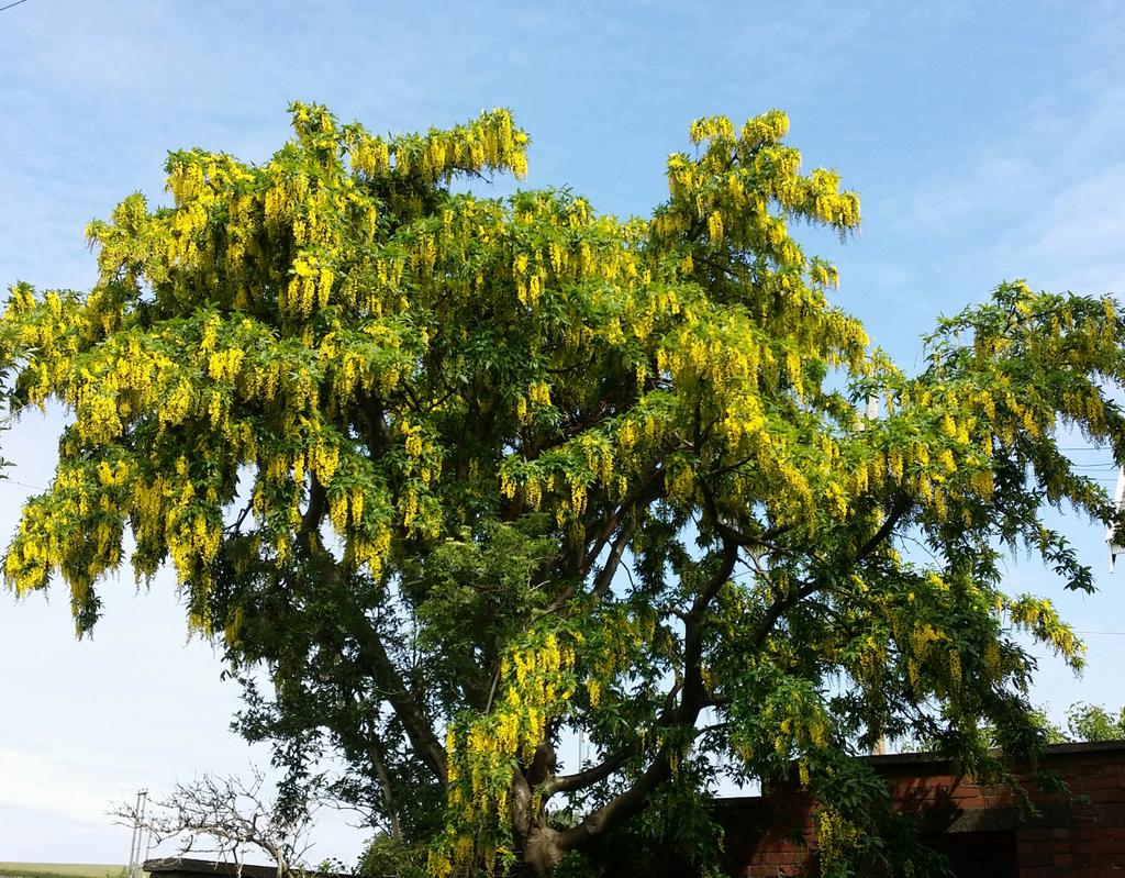 lisabethtea's tweet photo. Beautiful tree #laburnum #fullofbees🐝🐝 http://t.co/ufq54bhdDM