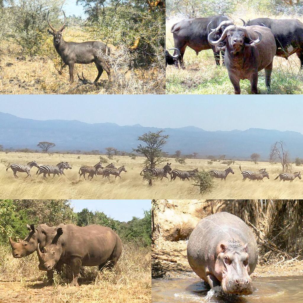 MwendaKev's tweet photo. #BeautifulKenya #Meru National Park #InvestInMeru http://t.co/SsUux4bUzr