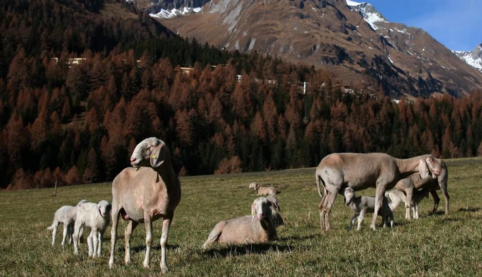 leadingspa's tweet image. Wandergenuss im Gradonna Mountain Resort
 bit.ly/1ecVklA
#leadingsparesort #wandern #gradonna #ferien #berg