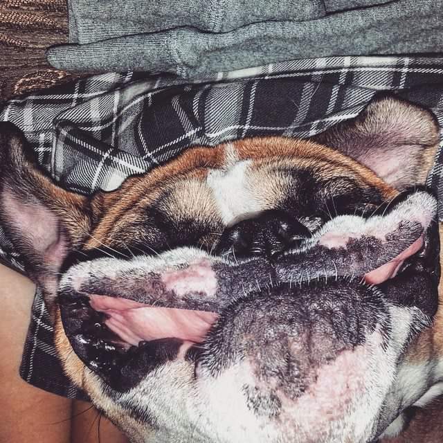 RhysWiddis's tweet photo. My sleeping beauty http://t.co/dbVZMfqXTV