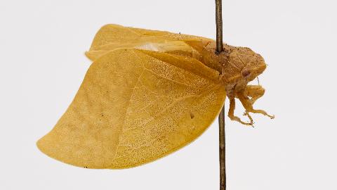 ZooSphereNet's tweet photo. New Spherical Sequence
Hemidictya frondosa
http://t.co/sO2UmkwV2L
#Entomology #Hemiptera #Macro #NatHist #ZooSphere http://t.co/I9M8AnUWxC