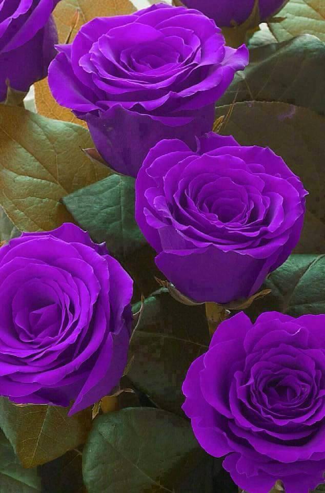 debedo tweet picture