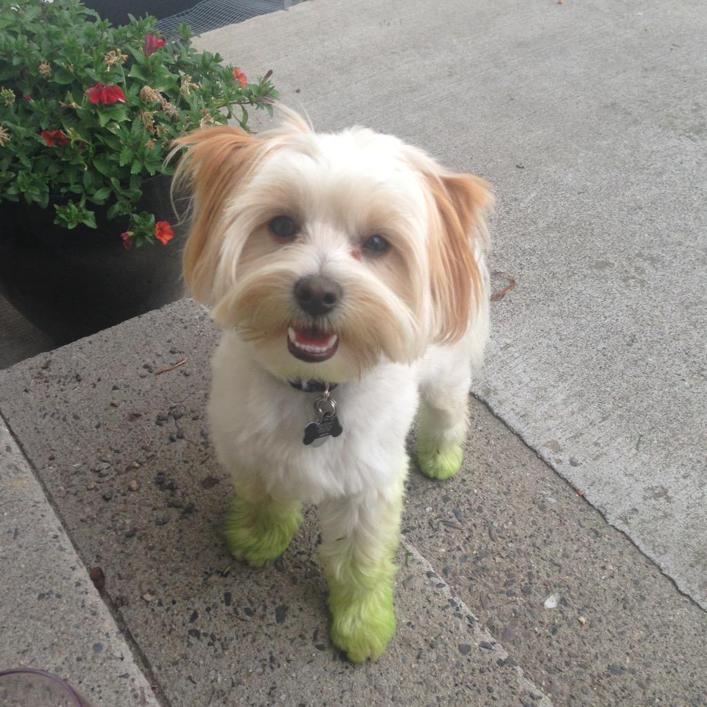 MissPalexandra's tweet photo. @NaturalBalance Niles after I mowed the lawn. #NaturalCharacters http://t.co/h1VDGTxdEA