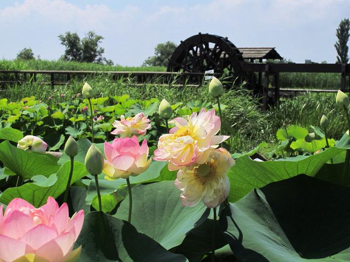 関東の睡蓮の花や蓮池の名所18 開花状況や見頃時期 まったりと和風
