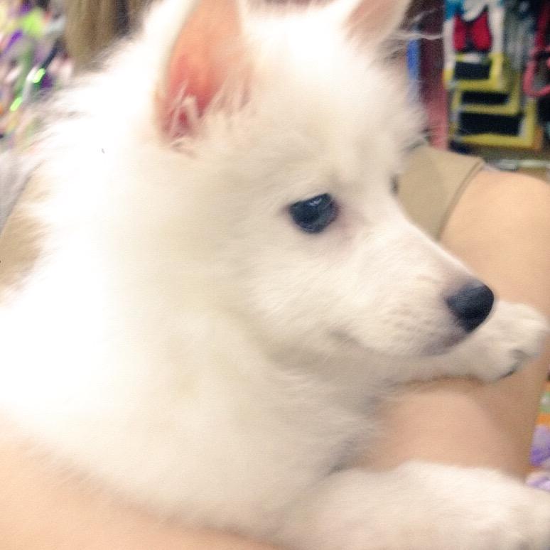 みゃこ 恵比寿にあるzooというペットショップ が最高すぎる 吠えない噛まない優しい大型犬を放し飼いでなでなでできるし メンフクロウやオウムやヤギ等の珍しい動物 もたくさんいて楽しめるし更には金魚掬いもできる 動物好きさんにはオススメ Http T Co みゃこ 恵比寿にあるzooというペットショップ が最高すぎる 吠えない噛まない優しい大型犬を放し飼いでなでなでできるし メンフクロウやオウムやヤギ等の珍しい動物 もたくさんいて楽しめるし更には金魚掬いもできる 動物好きさんにはオススメ Http T Co