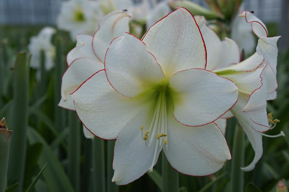 RC_Amaryllis's tweet photo. This graceful #picotee #amaryllis is created for you.
#hippeastrum #flowers #アマリリス #孤挺花 #амариллис http://t.co/uBKFSN4ArN