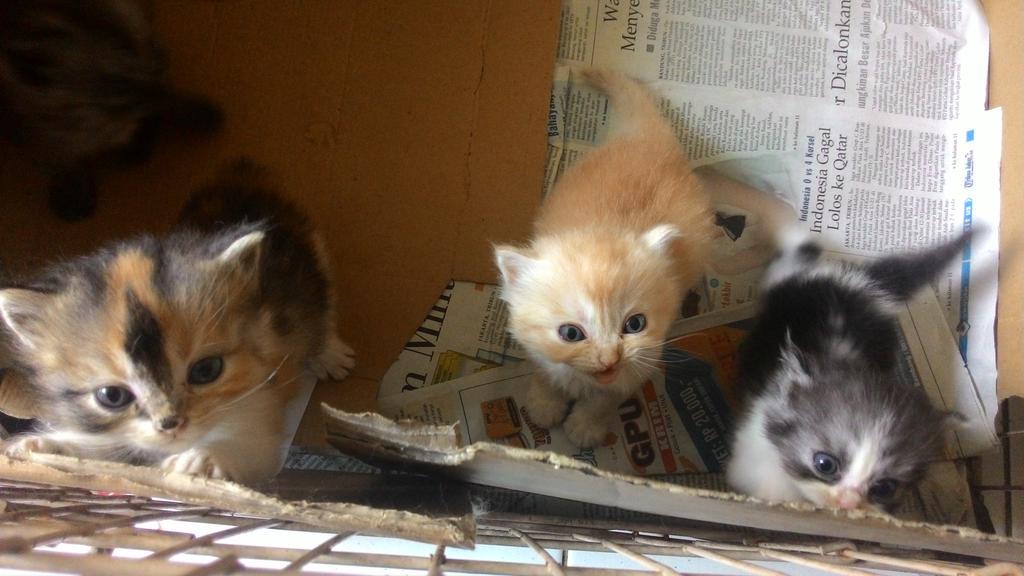 d_jerseystation's tweet photo. Dijual anak kucing Persia Angora, Usia 2bln. Harga nego. Pas umur 6bln ukuran badan dan muka seperti snowbell. DM aja http://t.co/925GxyndvV