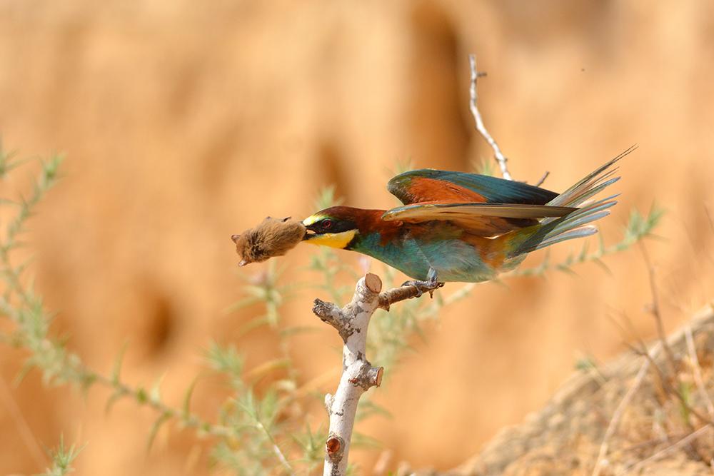 BirdGuides's tweet photo. Astonishing photo sequence depicts Bee-eater apparently predating on bat
FULL STORY &amp; images - http://t.co/MPEs7HpZbP http://t.co/6xkK8VpyVG