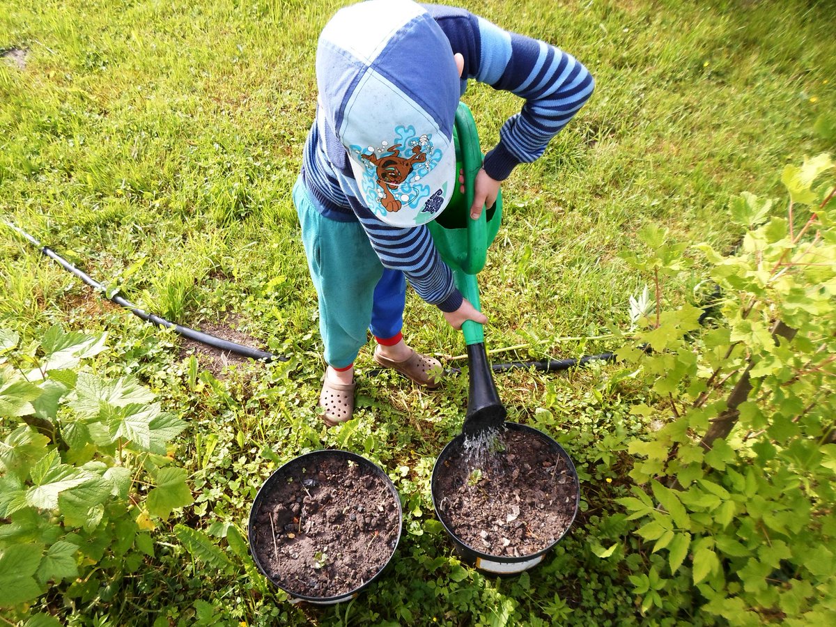 Visām ģimenēm, kuras saņēma kartupeli podā, tas jau ir krietni paaudzies. Kā veicas Tavam #kartupelispoda?