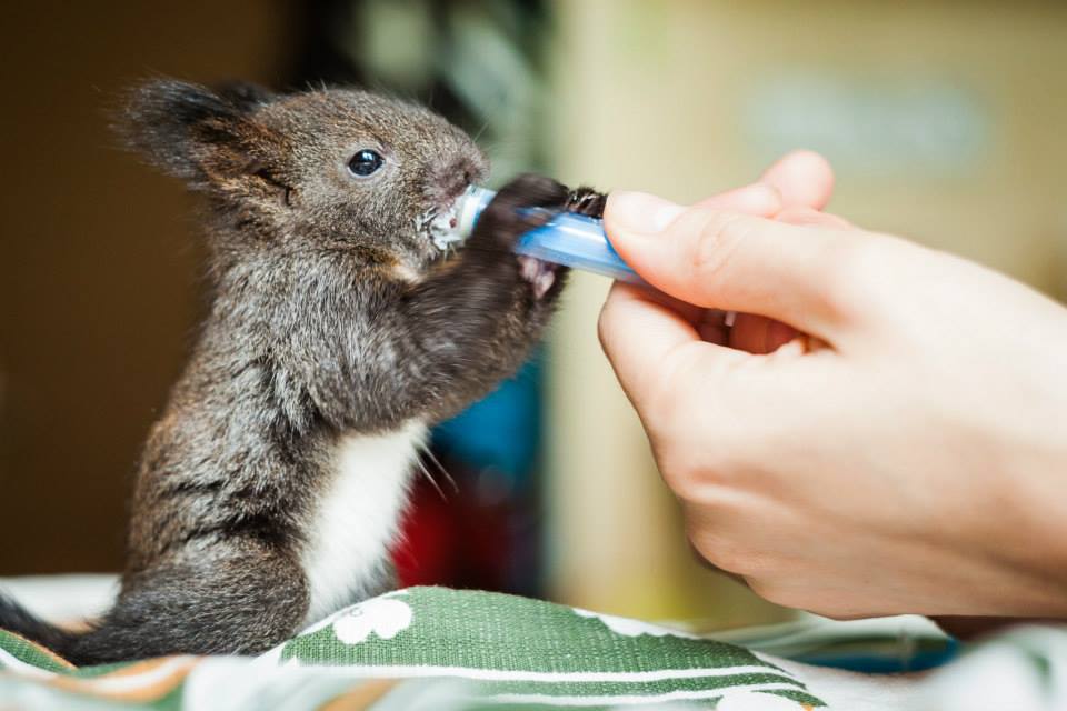 ZooBrnoCZ's tweet photo. Podívejte se, jak vypadá péče o veverčí mláďata #veverka #veverky #mladata #zachrana http://t.co/P3DedwgpZo http://t.co/k74Y08I9Bq