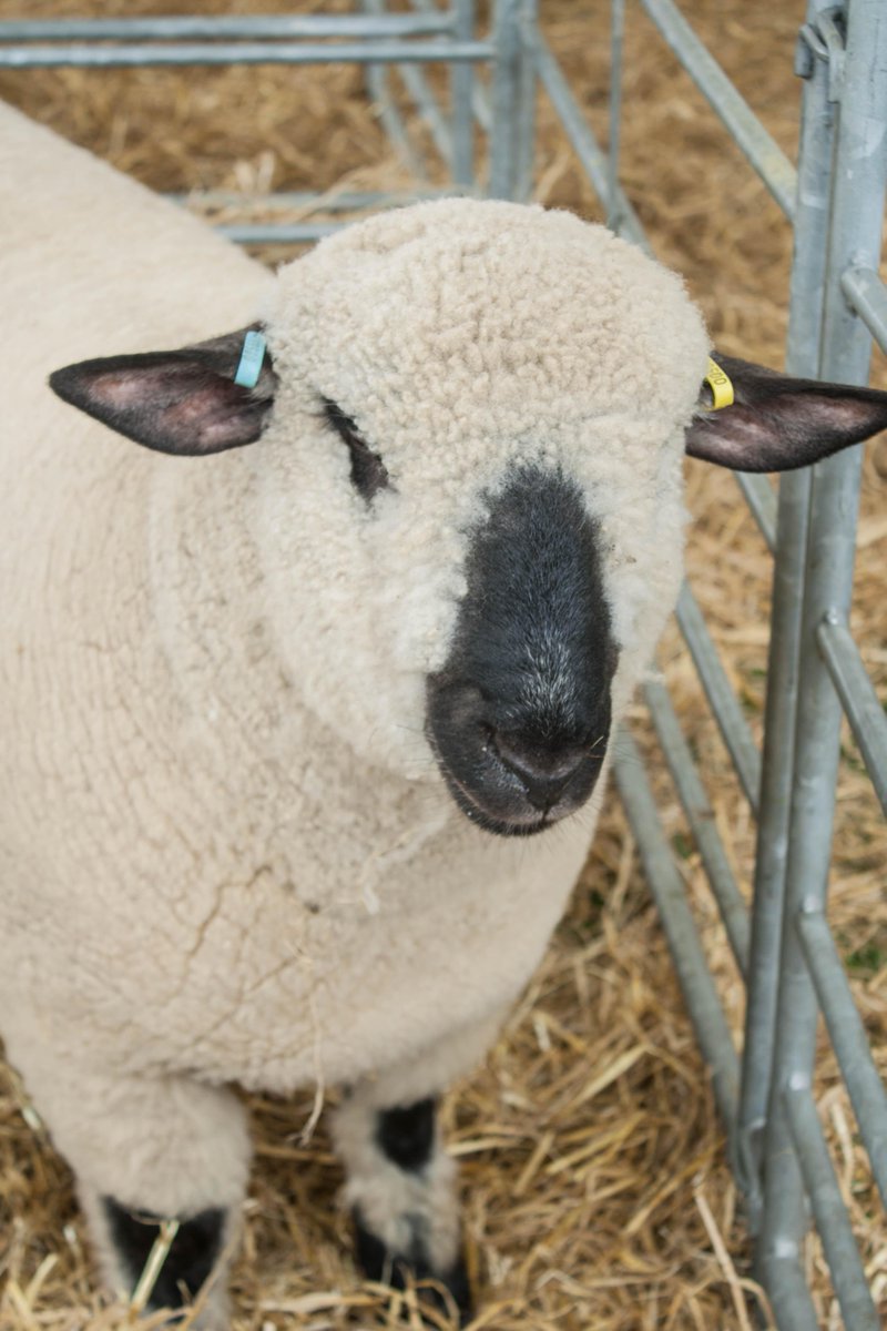 Galbraith_Group's tweet photo. View our @ScotlandRHShow album at
https://t.co/UcP9snfFSK #rhs2015 #moohoosive http://t.co/Hxprkrqe56