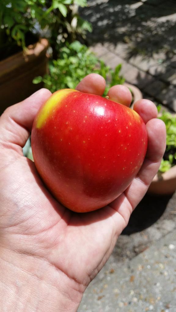Ik had en heb ontzettend veel trek in een vette hap, maar in plaats daarvan kocht ik 3 Kanzi appels en verse jus.