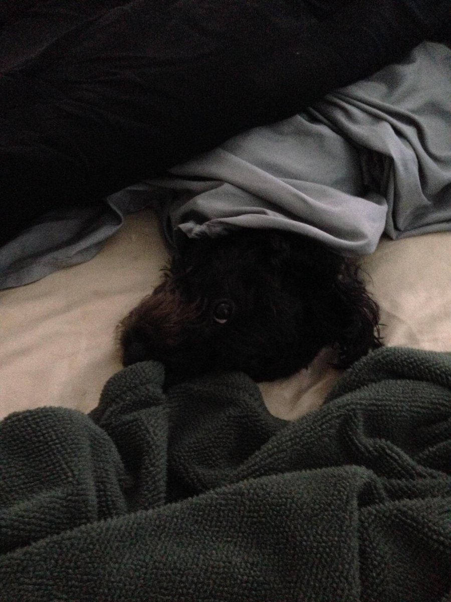 RudeMuscle's tweet photo. Even Bella is feeling the #MondayStruggles http://t.co/HkGmsLx9o0
