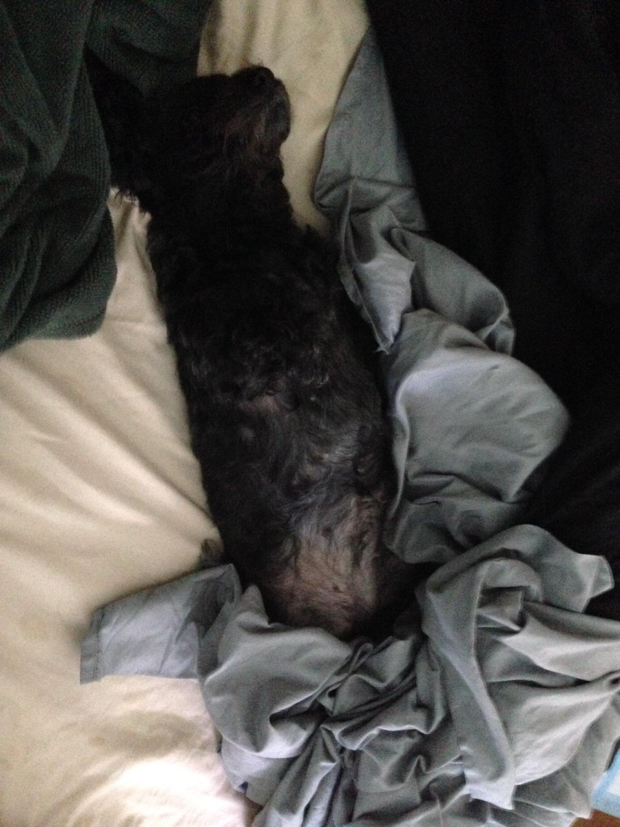 RudeMuscle's tweet photo. Even Bella is feeling the #MondayStruggles http://t.co/HkGmsLx9o0
