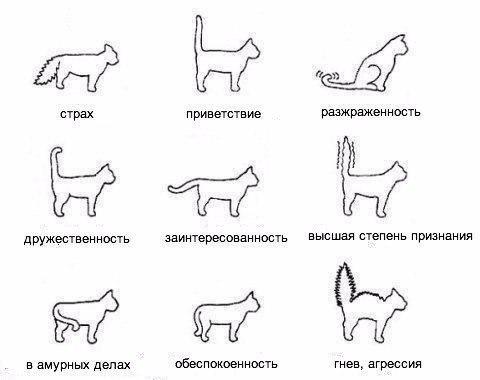 VeronikaBys's tweet photo. Судя по моей кошаре всё имено так))) #котэ #кошки #кот http://t.co/ylji5uIhh7