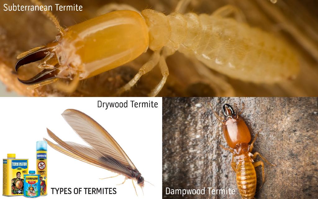 #DYK There are 3 types of termites that can damage your wood. To know more read our post at: http://t.co/39kb8tc3i3 http://t.co/4RknfbzfUx