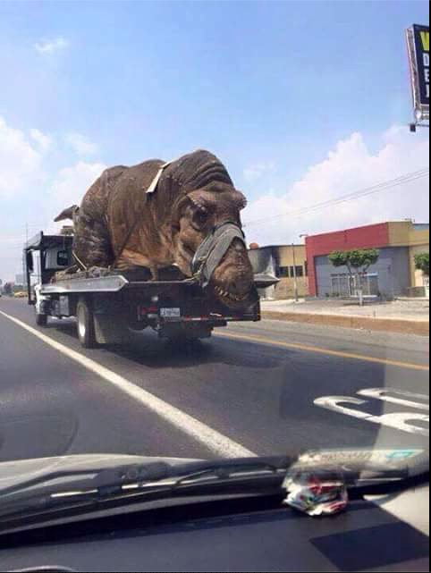LaCasaDeEL's tweet photo. Nos unimos a la campaña #TodosSomosTRex. Es indignante el trato que se les da a estos animales. http://t.co/aNgAz1yAx2