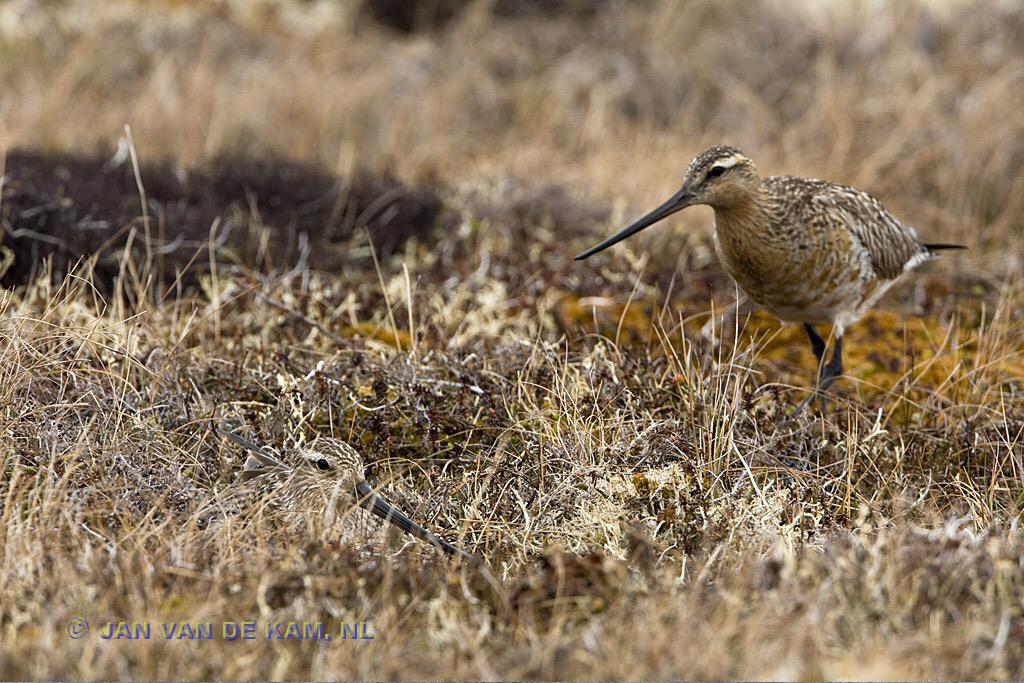 miranda trust tweet media