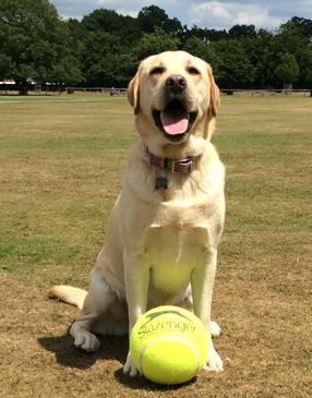YellowdotWorld's tweet image. #Wimbledon ball-dogs - you heard it here first! Check out Olive's ball control and speed yellowdot.co.uk/wimbledog