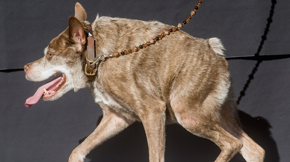 世界一醜い犬を決めるコンテスト 今年の優勝は