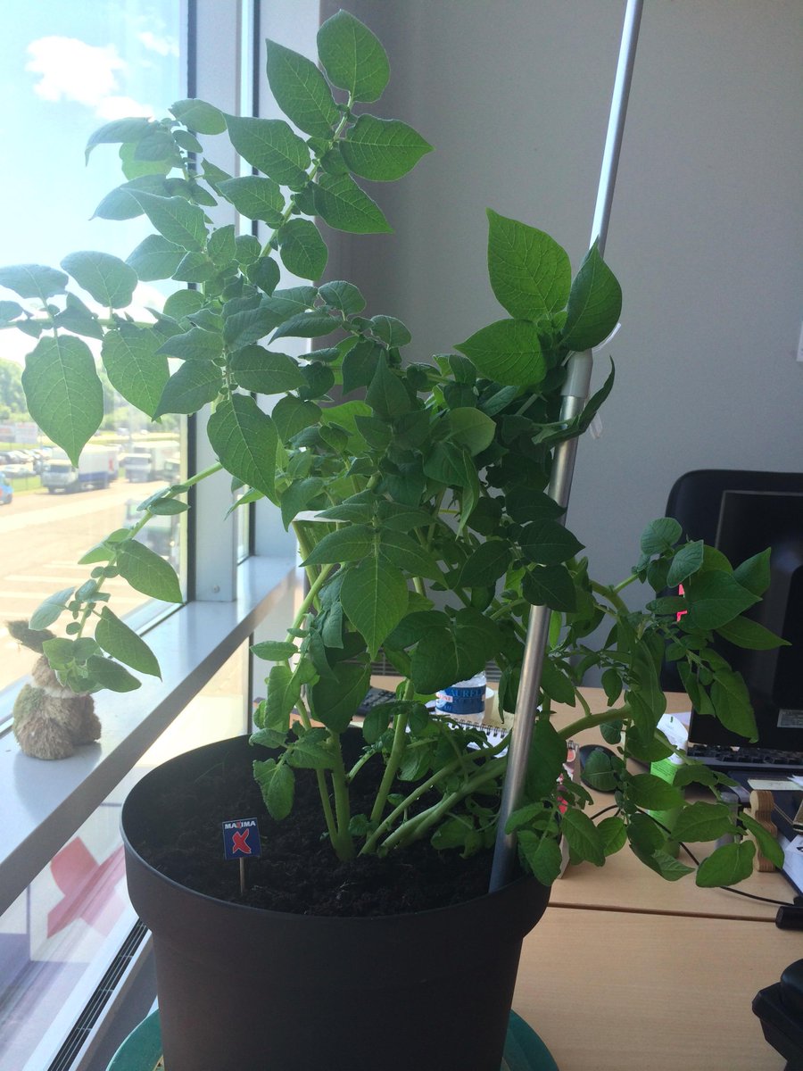 Rūdis aug griezdamies un ar katru dienu stiepjas garāks un garāks. Šobrīd pastiepies līdz 50 cm! #kartupelispoda