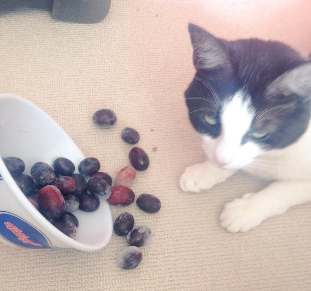 dorasparklebear's tweet photo. Don't look at me. I had nothing to do with this- the grapes just jumped out. #innocent #codegrape http://t.co/hONU59vATy