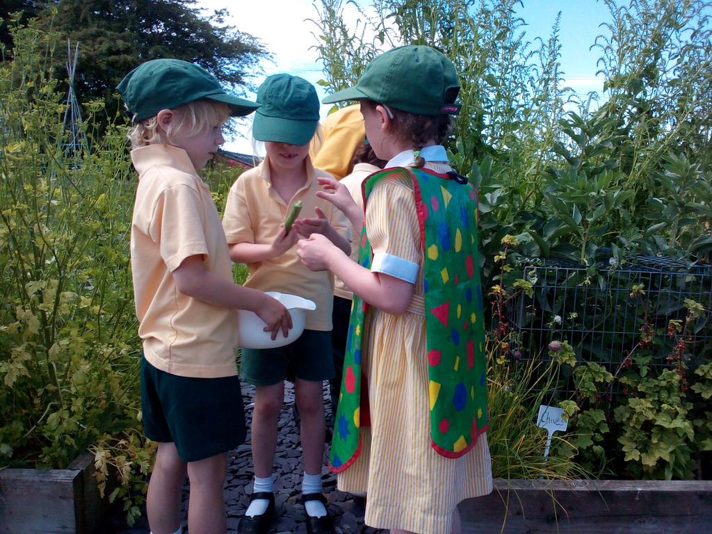 cuerdengarden's tweet photo. Year 1 are picking delicious crops! http://t.co/8rX2KrZa3b