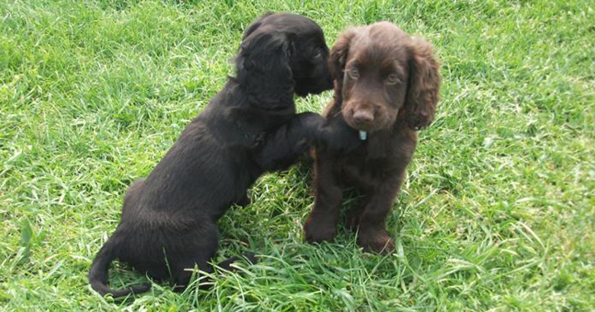 HearingDogs's tweet image. Psst! Don't miss all the latest Hearing Dogs news - sign up to our e-newsletter &amp;gt;&amp;gt; hearingdogs.org.uk/enews