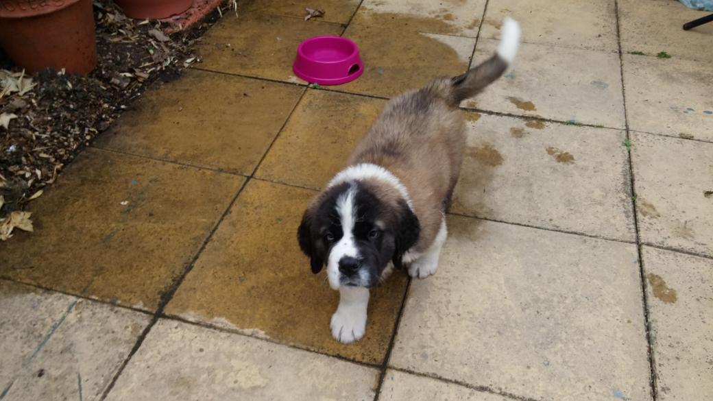 DofE_Gear_Guide's tweet image. My new doggie #cute