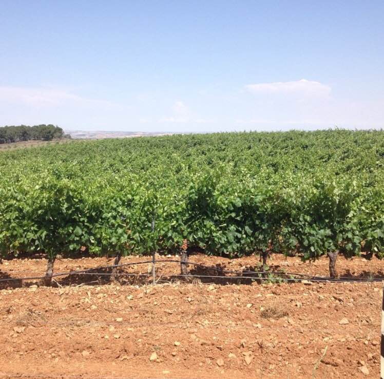 BdsDelSenorio's tweet photo. Nuestros viñedos. http://t.co/7IAovR4kwD