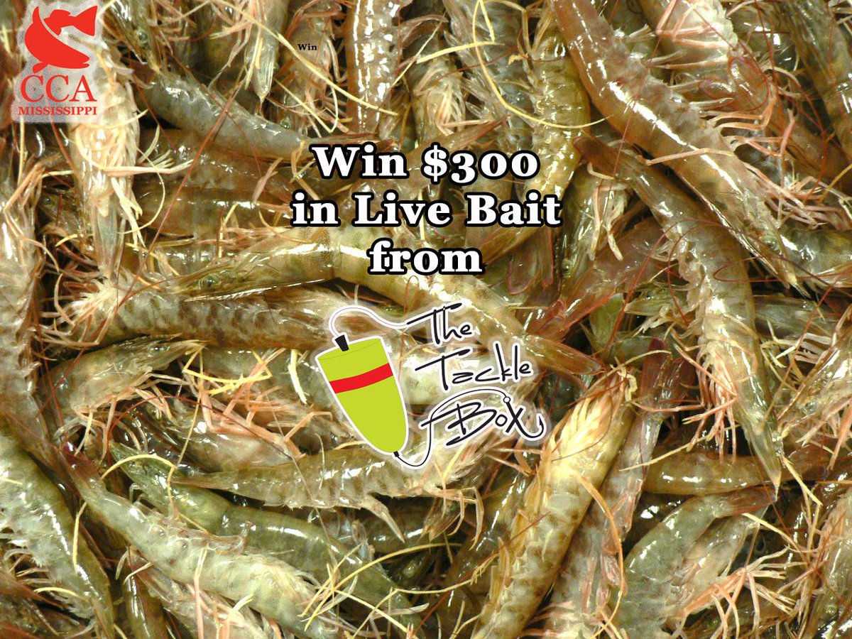 CCAMississippi's tweet photo. Win $300 in Live Bait from The Tackle Box. Get your CCA MS Get Hooked Raffle Tickets at http://t.co/HmeEhtnfKL. http://t.co/K2lOq5CqKc