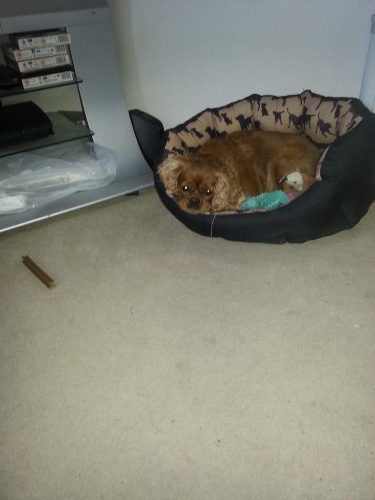 clairelouisem19's tweet photo. Not feeling well #dueon  you girls know how she feels  nesting and everything  babies in her bed #bless http://t.co/G8ja8Tsd3H