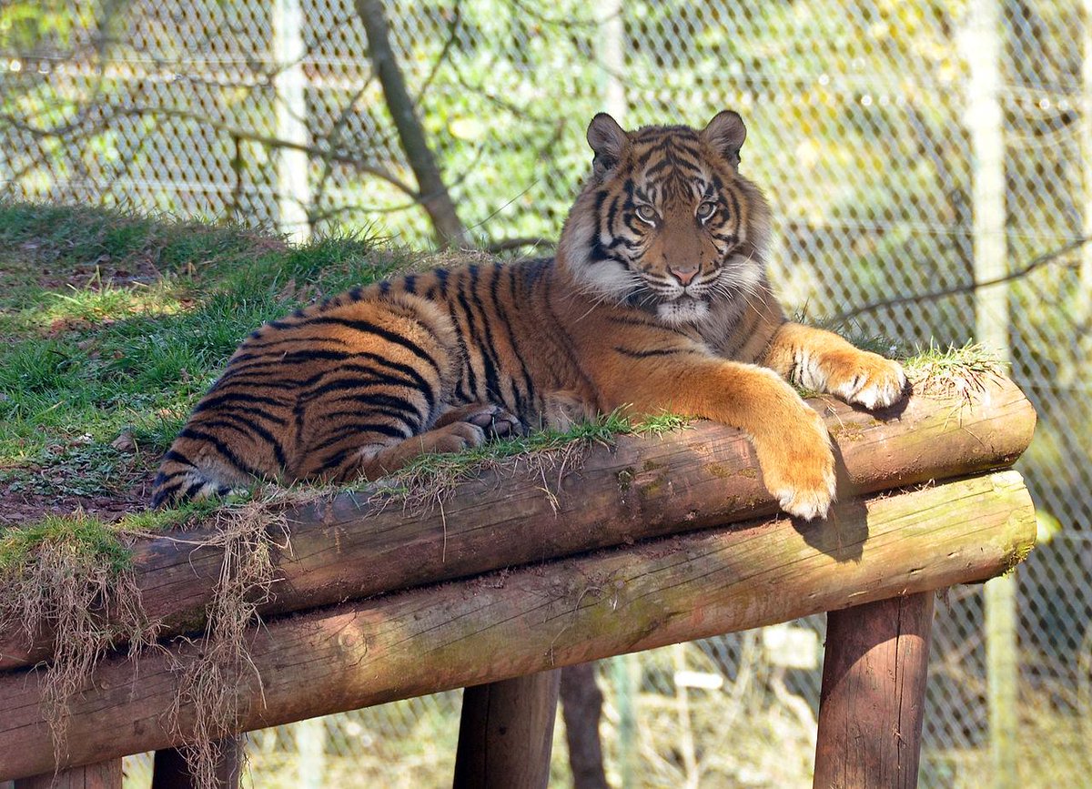 CYCLEdotIN's tweet photo. Dear God, please make the tiger get up and roar. I want to hear how loud it is.
#EveryoneHasAReasonToPray http://t.co/RlPQgnqzSs