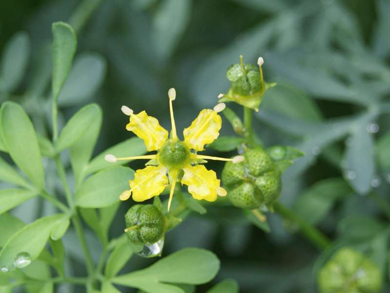 Erbe medicinali: dal Salento la Ruta usata contro il cancro al cervello