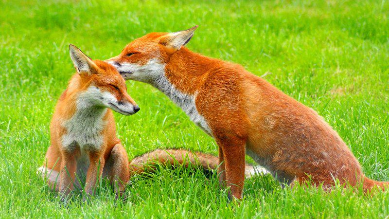 Paulanavarro_94's tweet photo. Keep the Ban on Fox Hunting! Have you signed? #KeepTheBan https://t.co/t63vrvmKeR http://t.co/71SxR5TNlH
