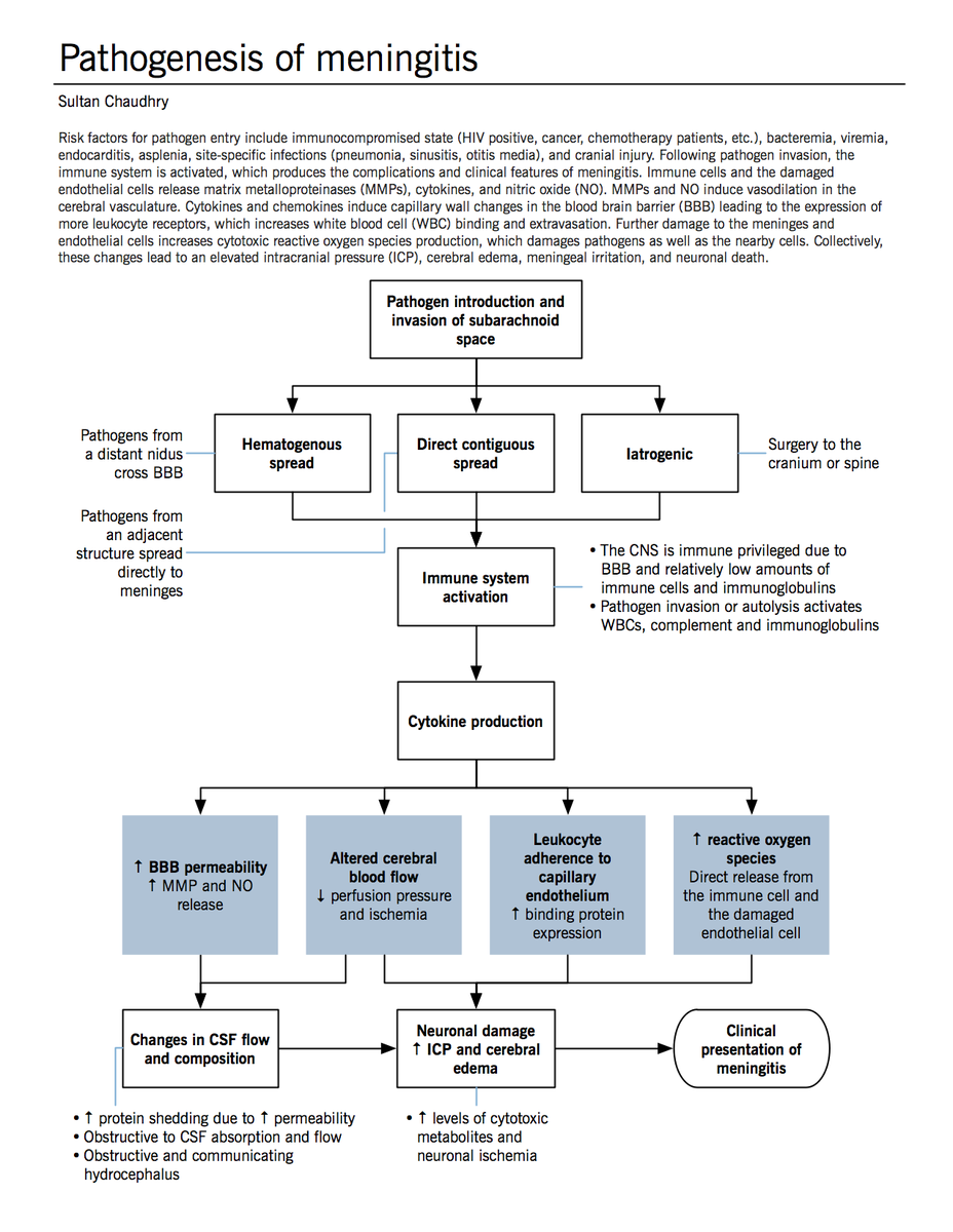 Useful PDF on "Pathogenesis of meningitis" - thanks Hannah! meducation.net/resources/1164… #meningitis