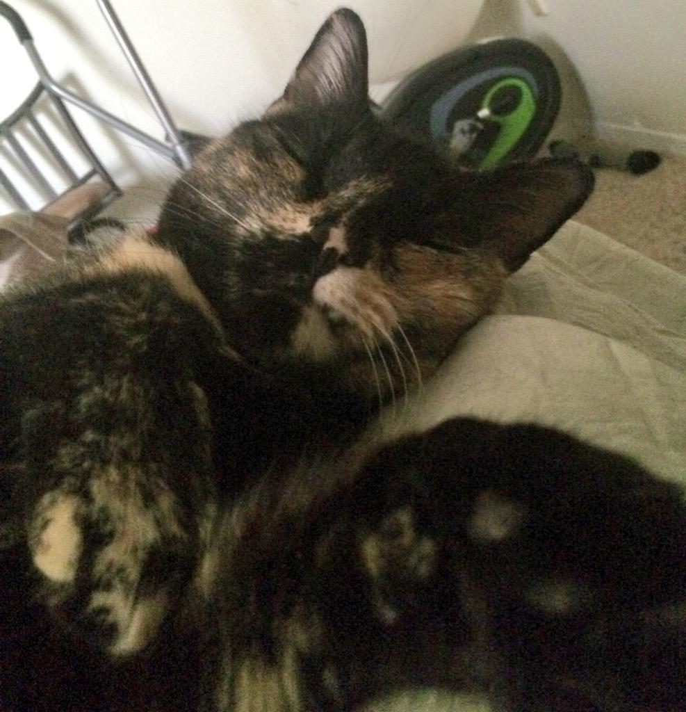 LunaCatx's tweet photo. Monday snuggle💜 #meowmonday #meowlicious #meow #luna http://t.co/6oH7GQepeE