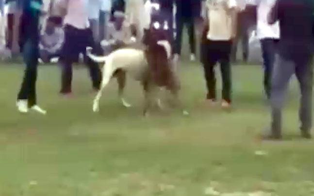 Pakistani dog hotsell fight video