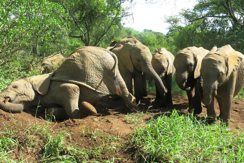SheldrickTrust's tweet image. Mud glorious mud! The Umani #elephants take a moment for some serious fun in the mud! #ElephantFun