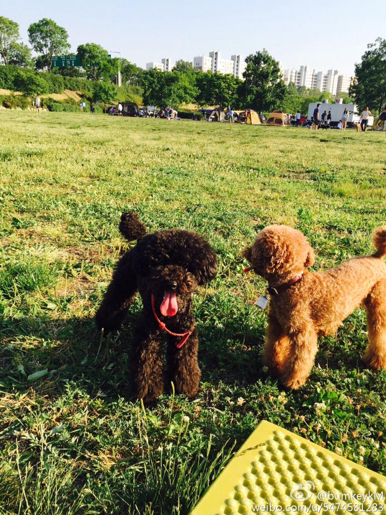 Sylvinie89's tweet photo. Kim Keybum went for a walk together with Kim Kkomde and Kim Garcons #Keystagram #Weibom http://t.co/AmyJmxgDf3